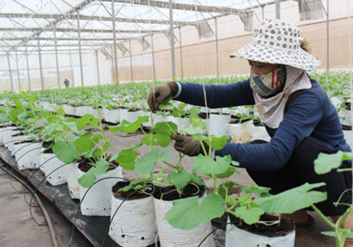 Màng chít với NN Hải Phòng