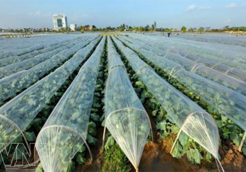 màng chít giá rẻ ở HP